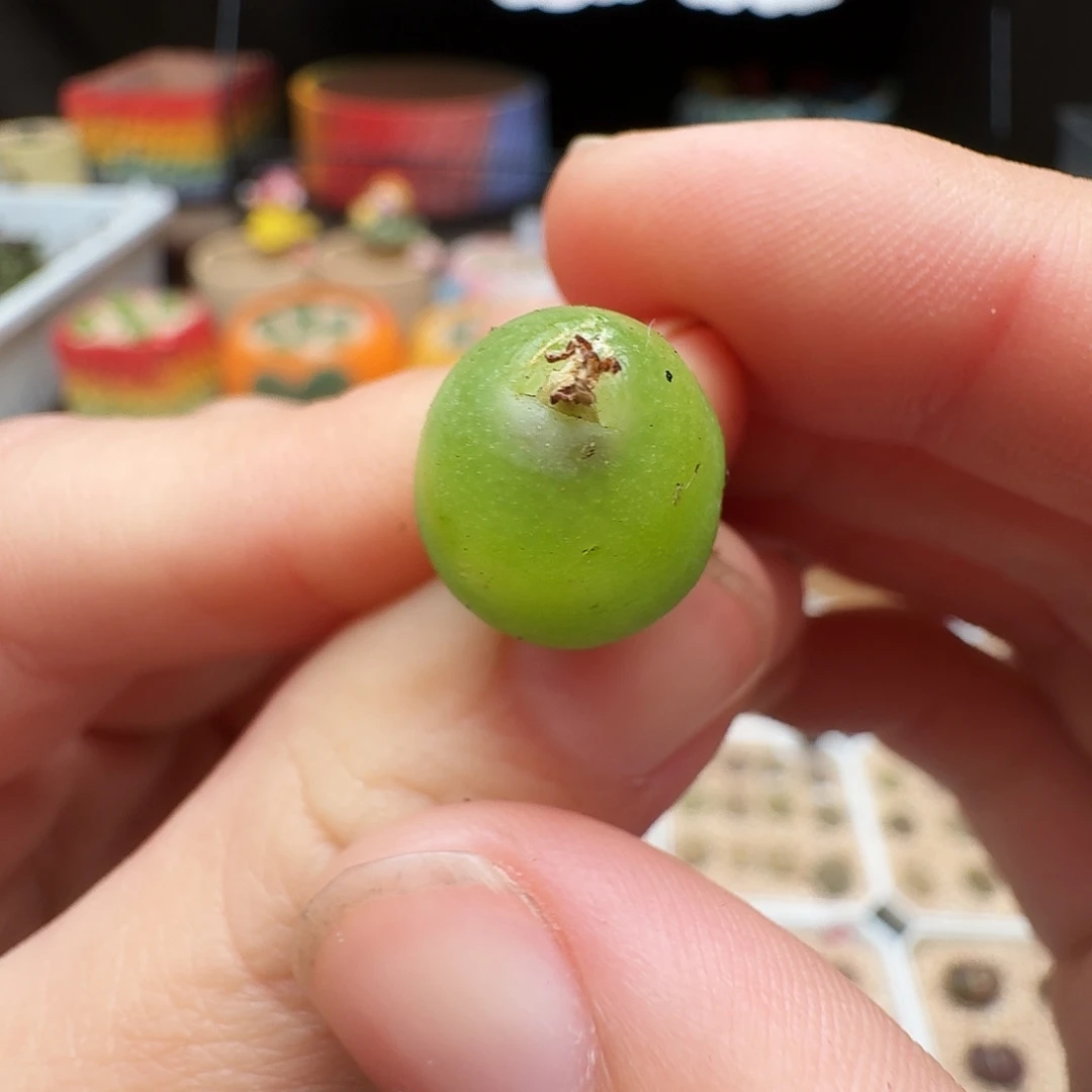多肉植物福利风铃大葫芦母本345