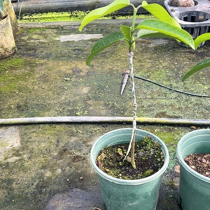 欢***辉天使249569964444