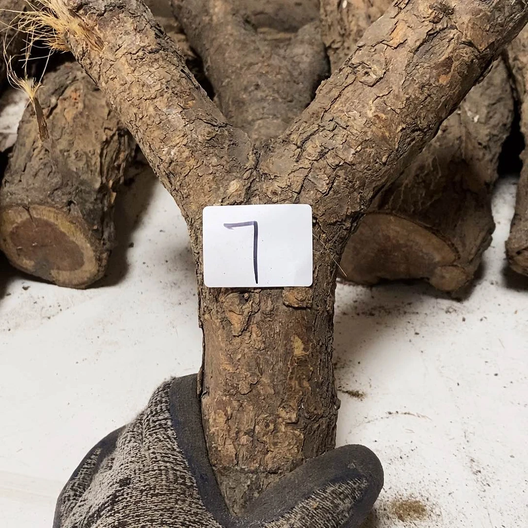 木温**刀火琉璃……火琉璃