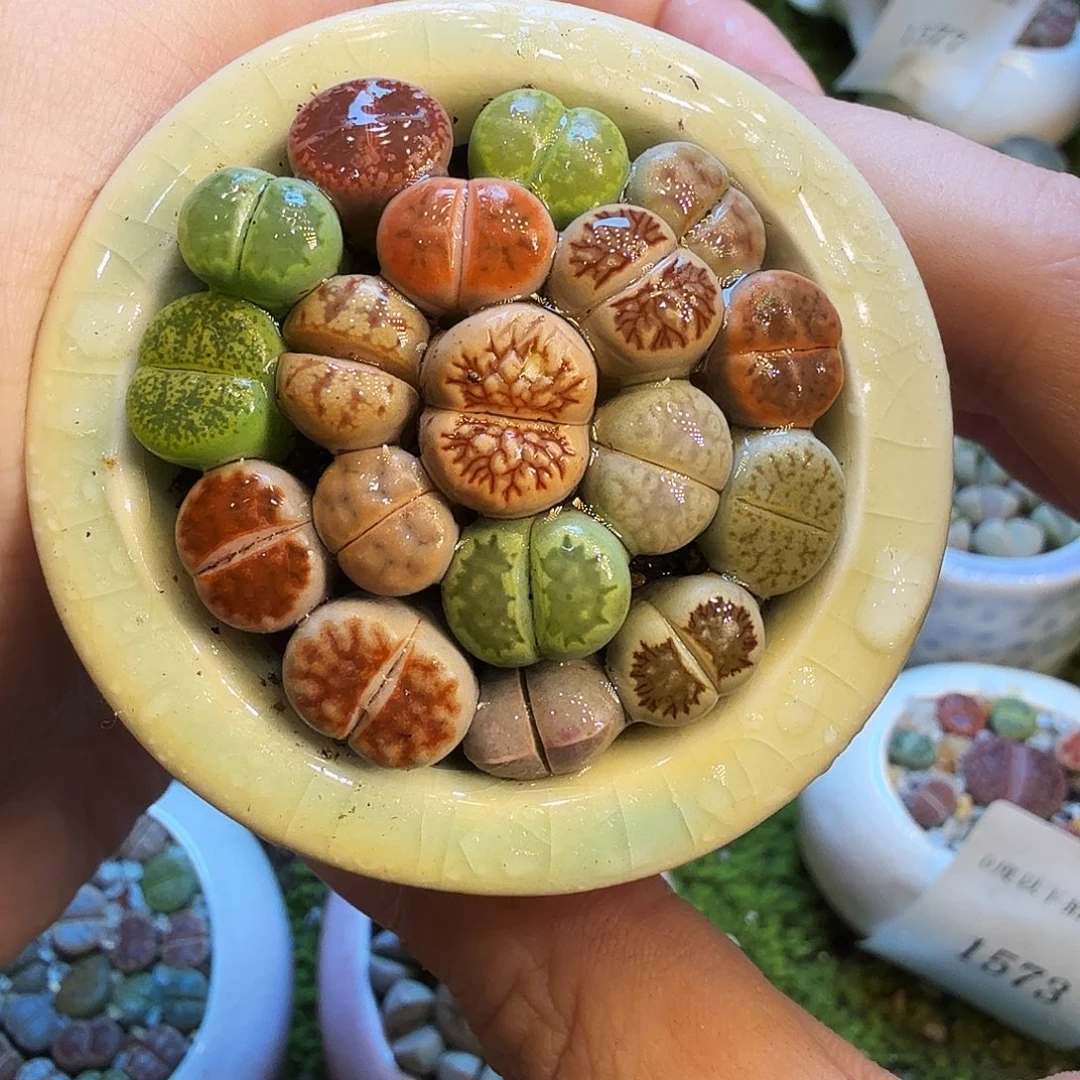 多肉植物和植物等植物1651