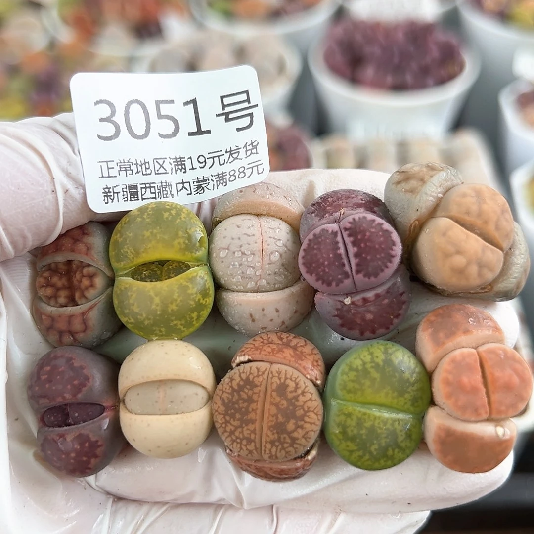好养易活生石花大母本3051凑单福利