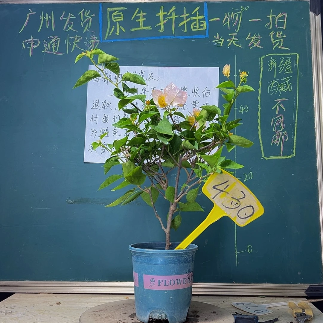 当前无花栽培后可以开花黄玫瑰 430