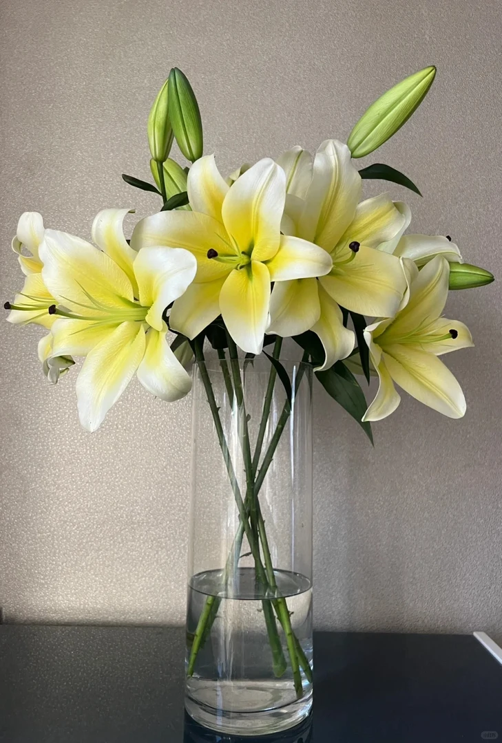 黄天霸百合 10个花苞 收到需醒花 0°以下需拍保温棉 发出无法退款