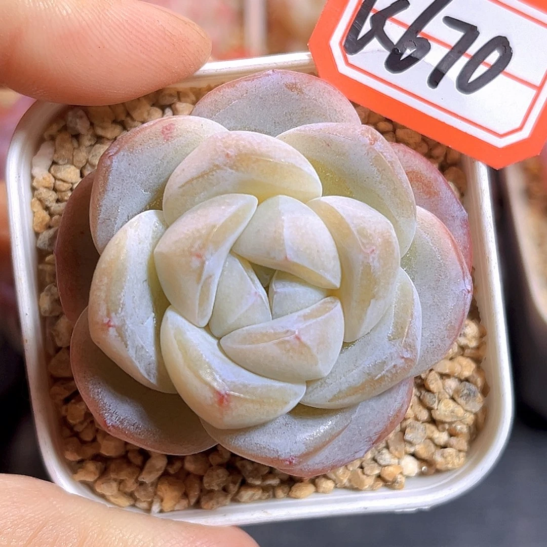 K670 冰雕  满18包邮