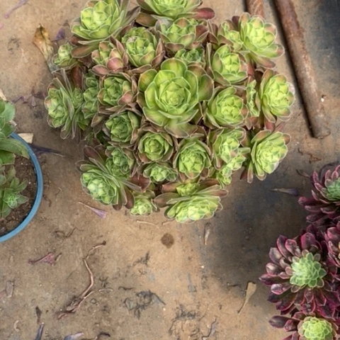 韶华22多肉植物法师法师