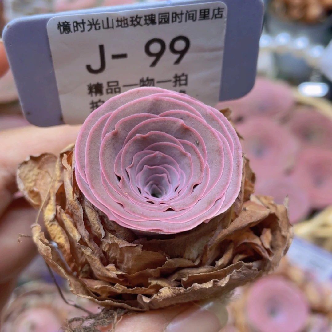 山地玫瑰J99裸根发货不售后