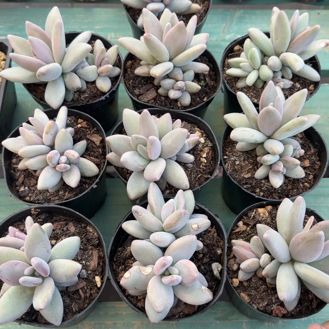 企鹅双头，开播福利