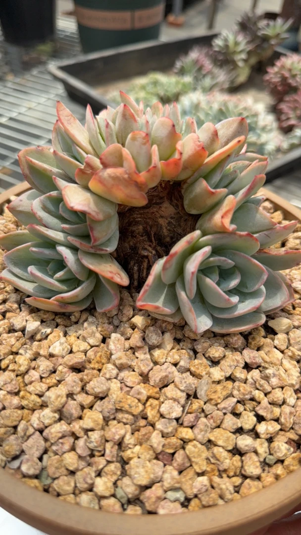 布鲁兰朵朵小树缀化，已经全部分头，13个头