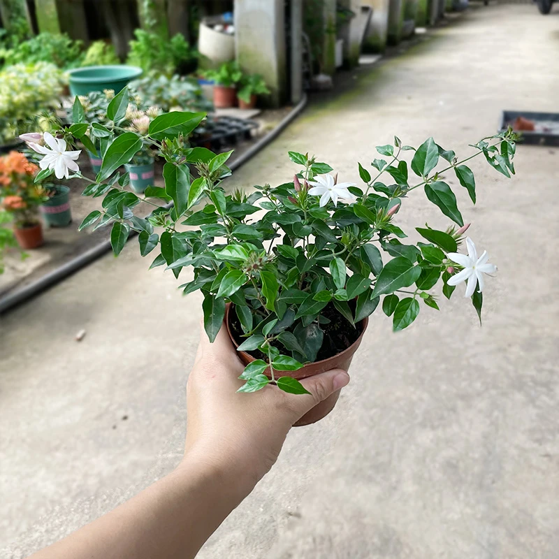 【粉苞香水茉莉花】（带花苞）风车茉莉爬藤绿植花卉四季开花适宜新手