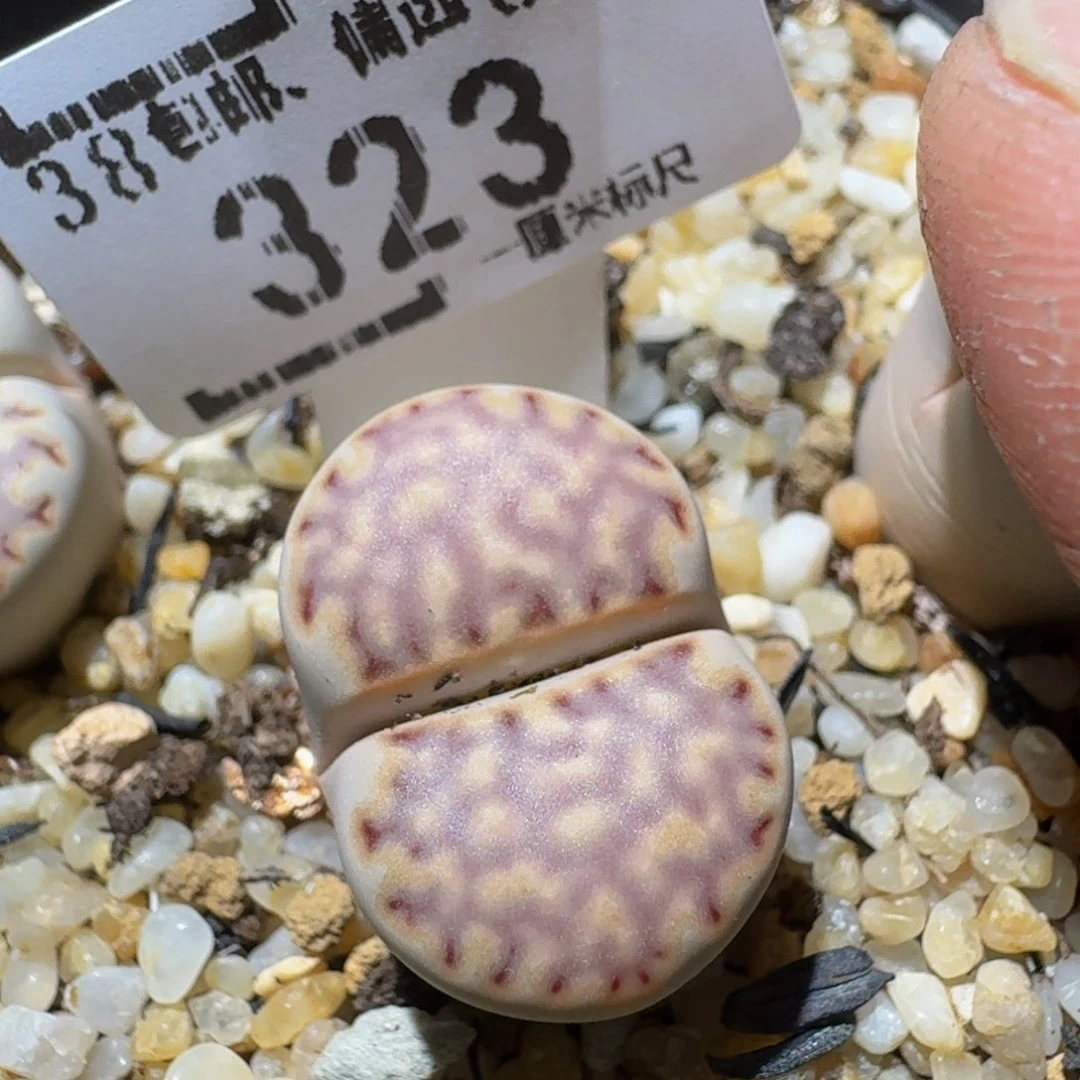 zzz生石花肉锥323