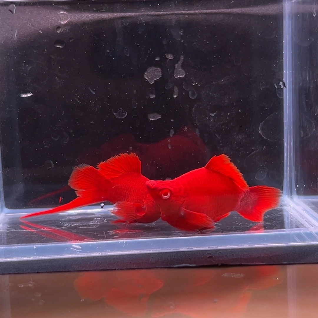 孔雀鱼红箭球一对