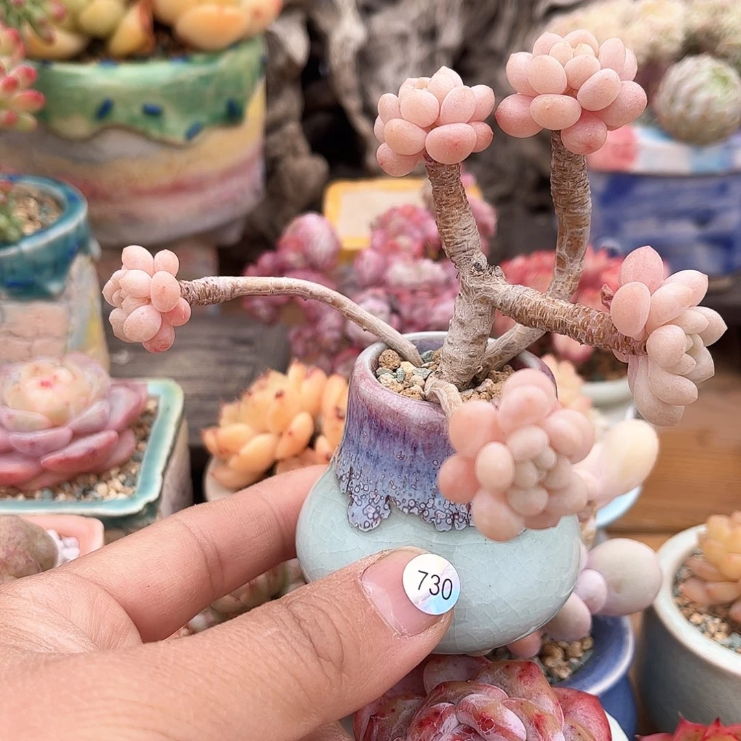 ?*730 含盆含土发货 30包邮偏远除外