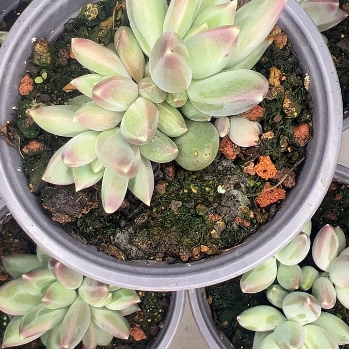 四头郁金香1111111