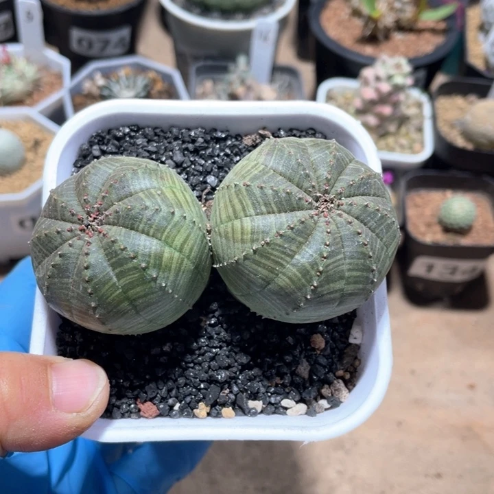 227双头布纹球仙人球