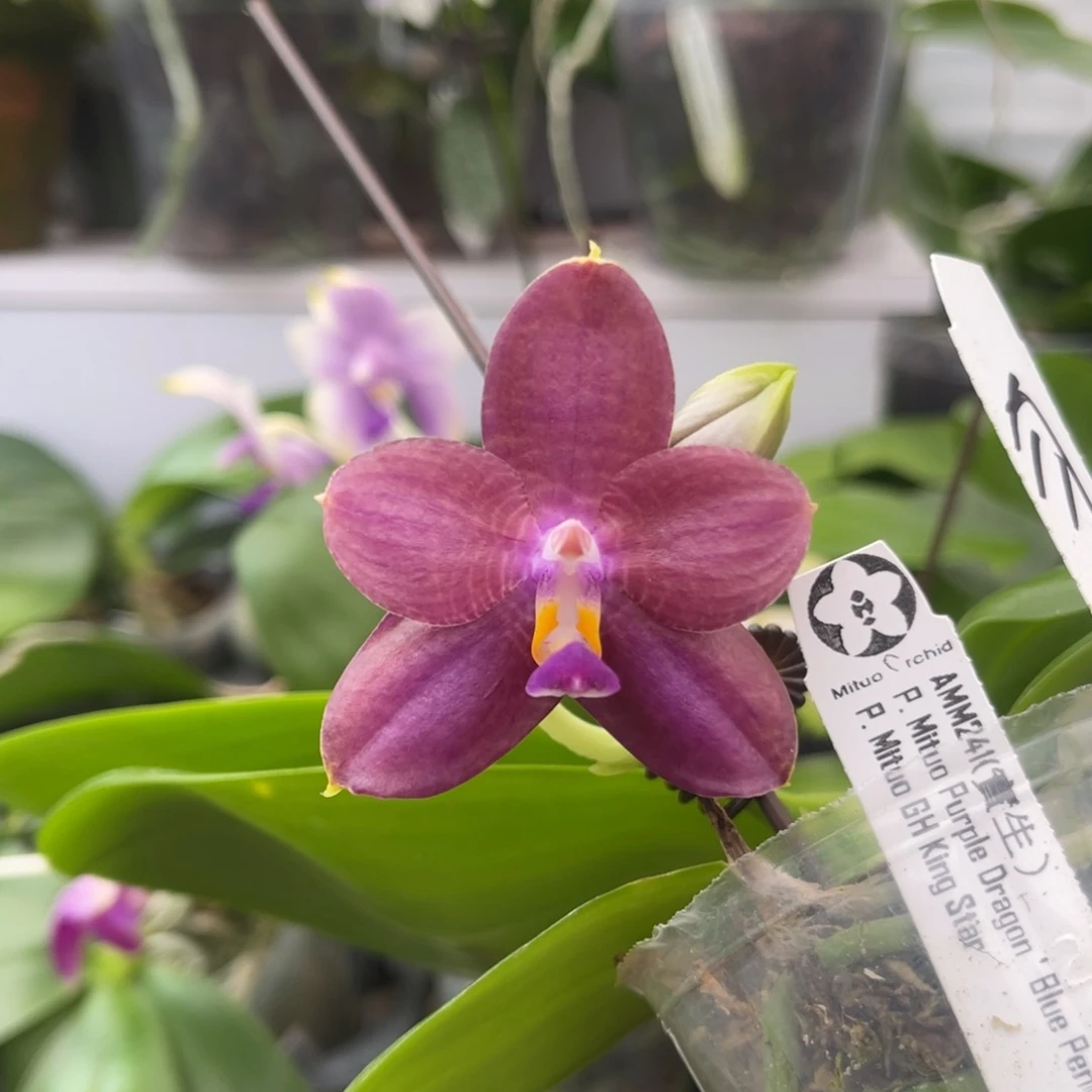 完全开放2.5寸弥陀amm241 一物一拍