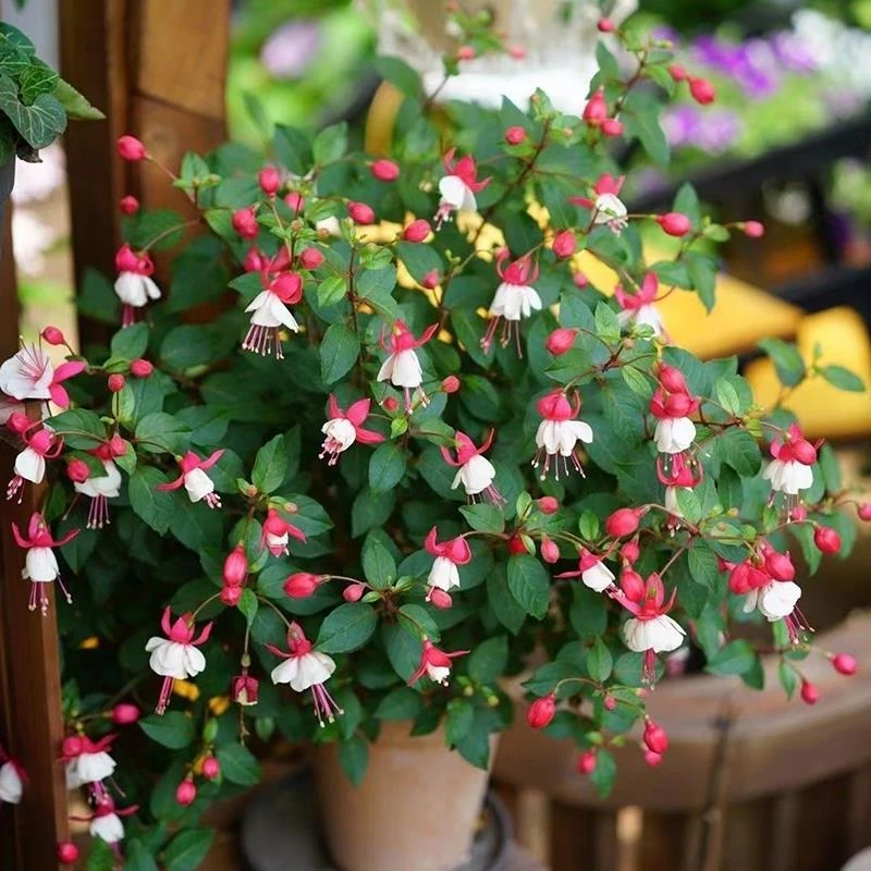 倒挂金钟盆栽带花苞木本花卉重瓣大苗老桩灯笼花四季开花垂吊植物