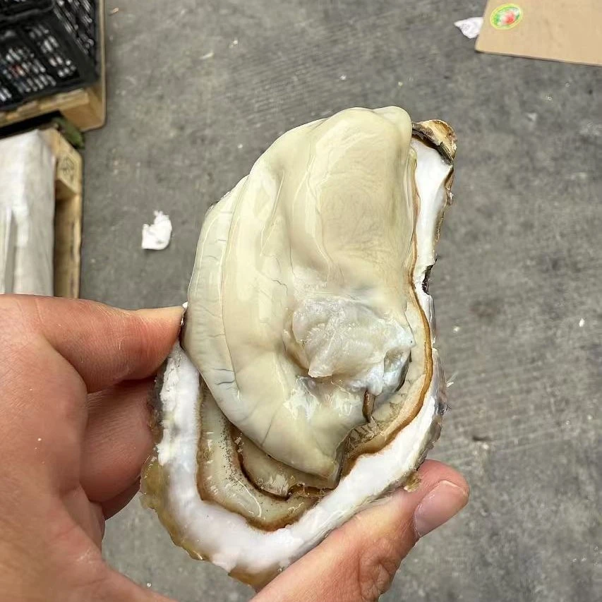 乳山生蚝（箱）约3-4斤