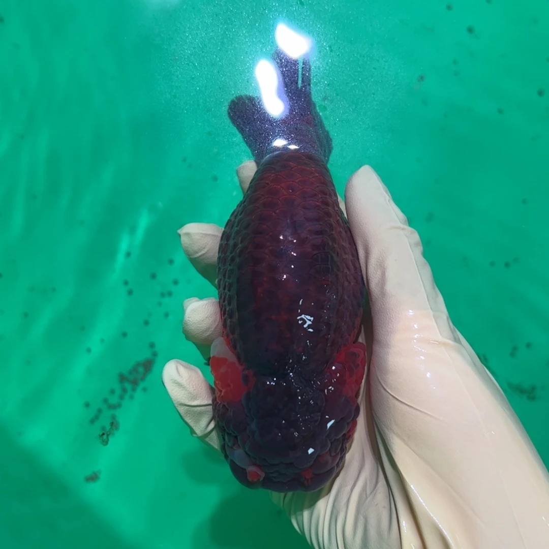 金鱼买够三条顺丰包邮陆运