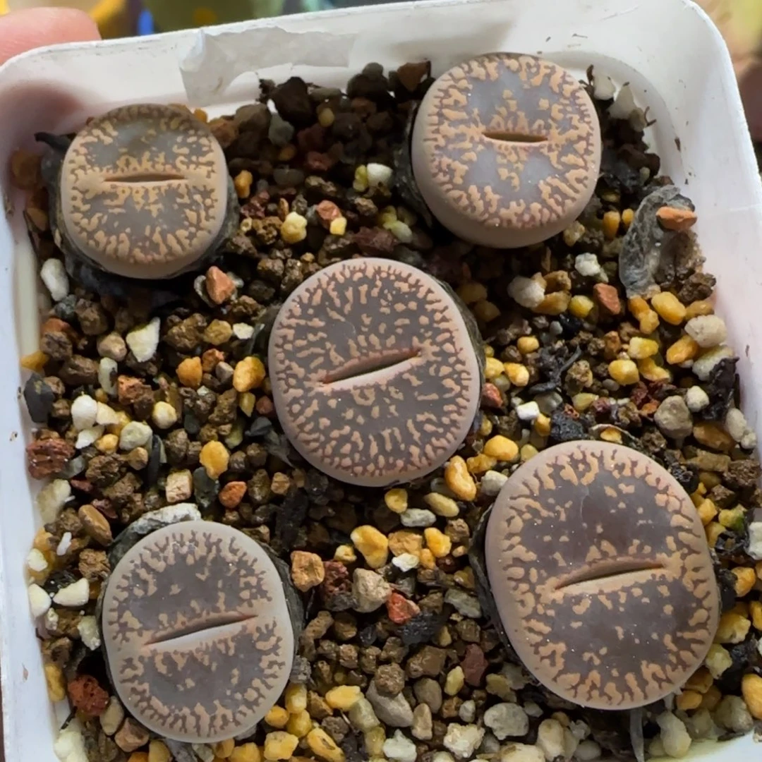 13.4。爱萌多肉清货。生石花清盒。201