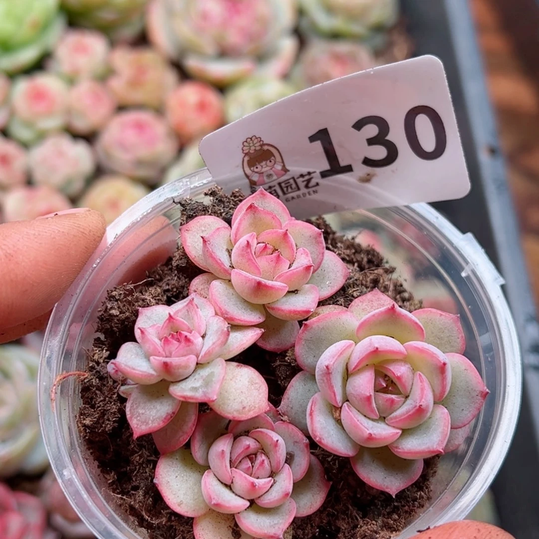 多肉植物多肉植物