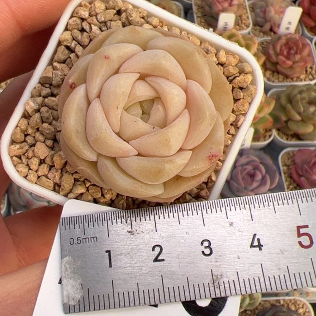 s****。240 多肉植物组合