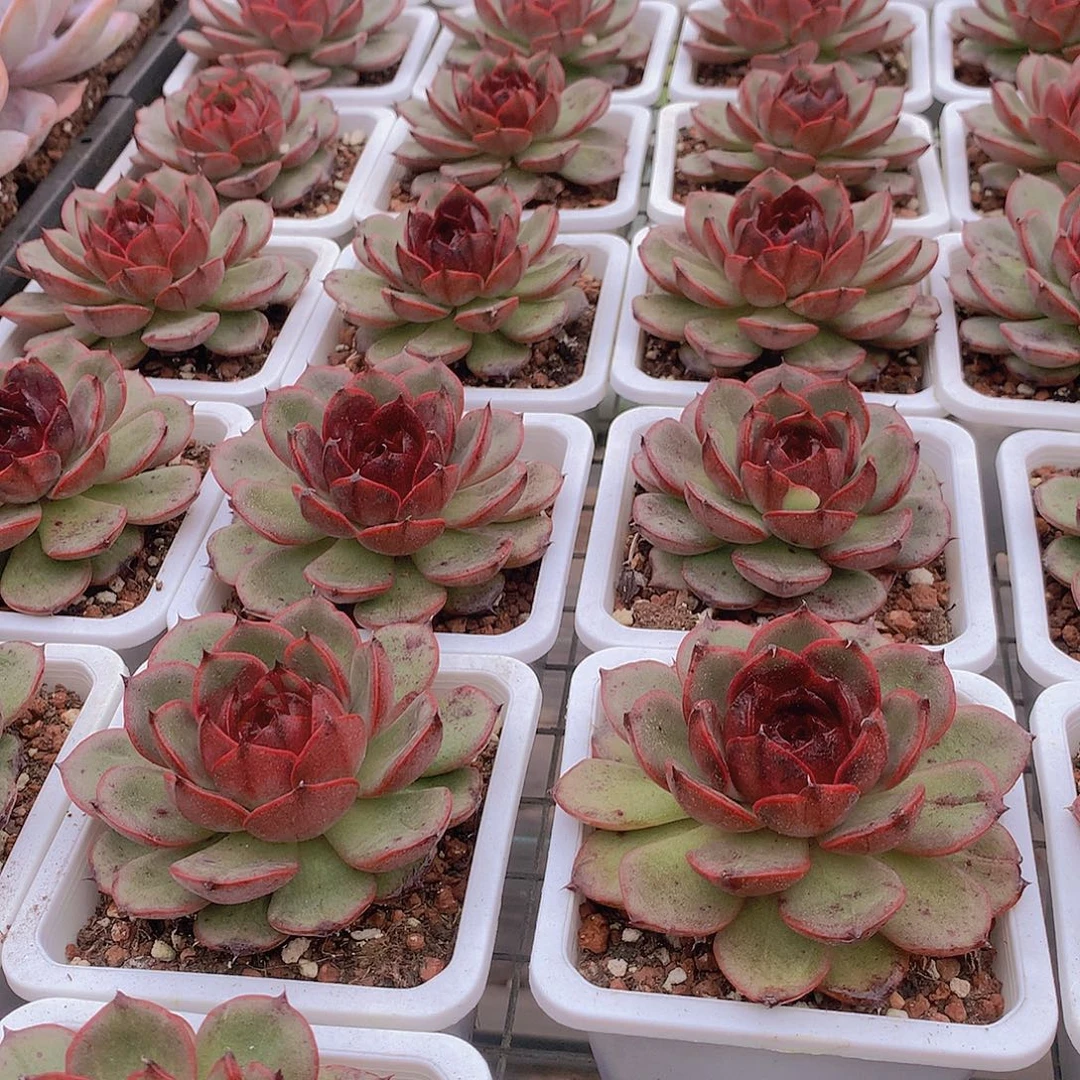 黑玫瑰公主456789900000