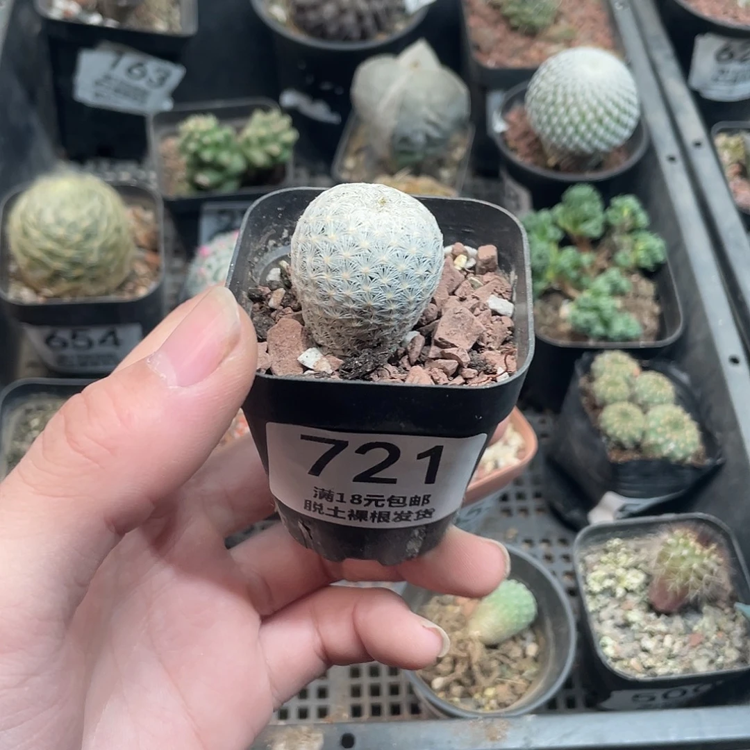 721白岳丸（满18包邮）