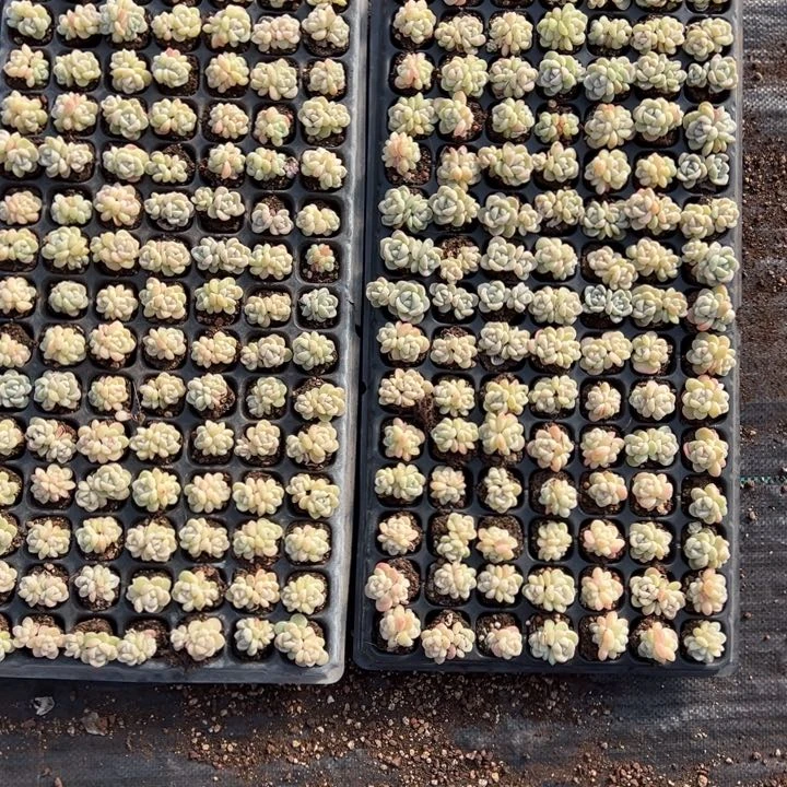 105颗冰玉穴盘双头，偏远地区不包邮