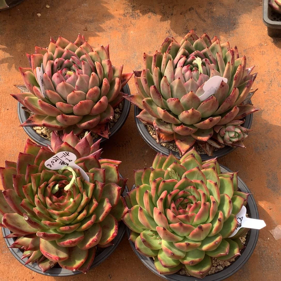 东云组拍0217-14（雪子）寄