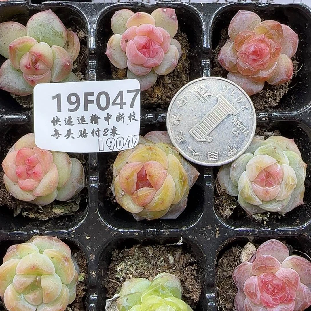 047九棵混搭【满29包邮非偏远呀】