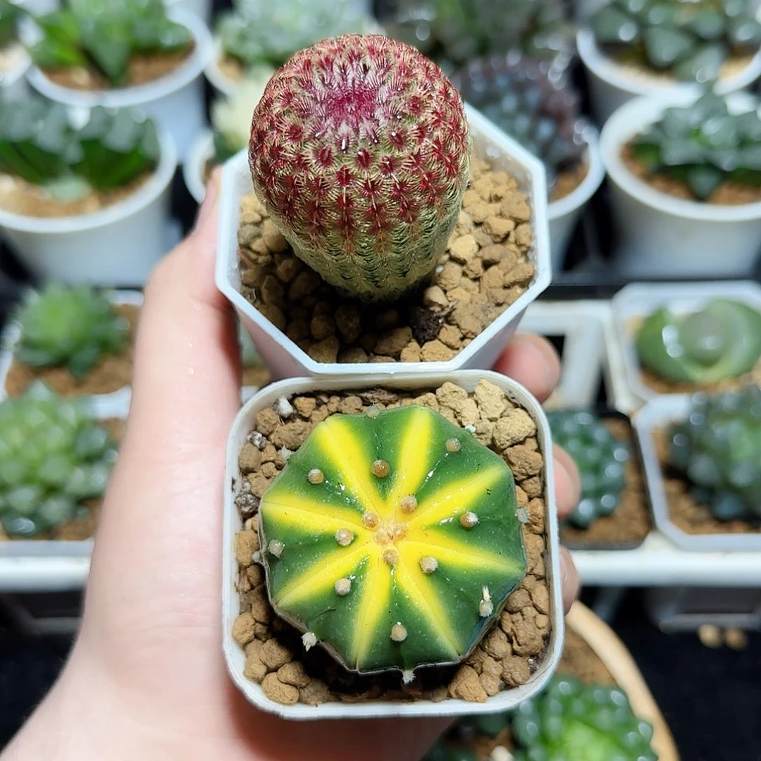 红太阳➕星兜原盆原土