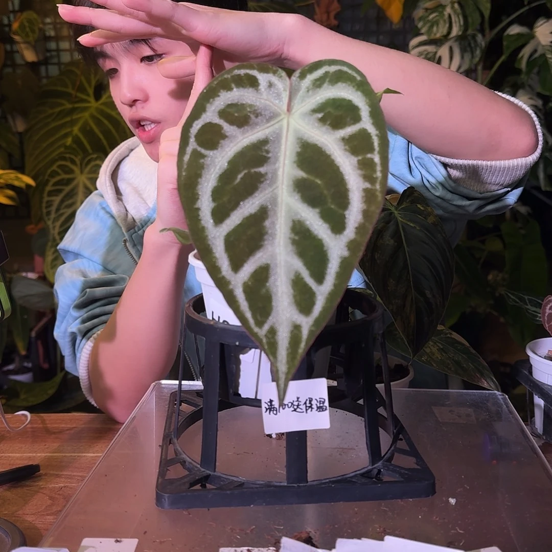 不开花植物H228大风车