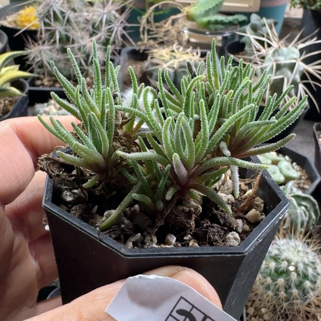 394天赐带盆发货群生