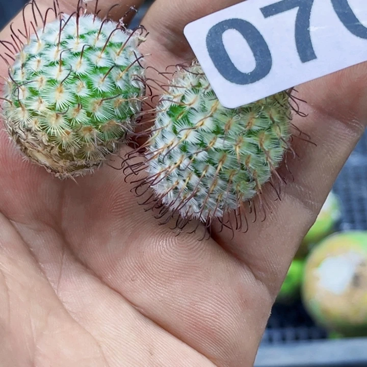改***天070佩戴一物一图如图