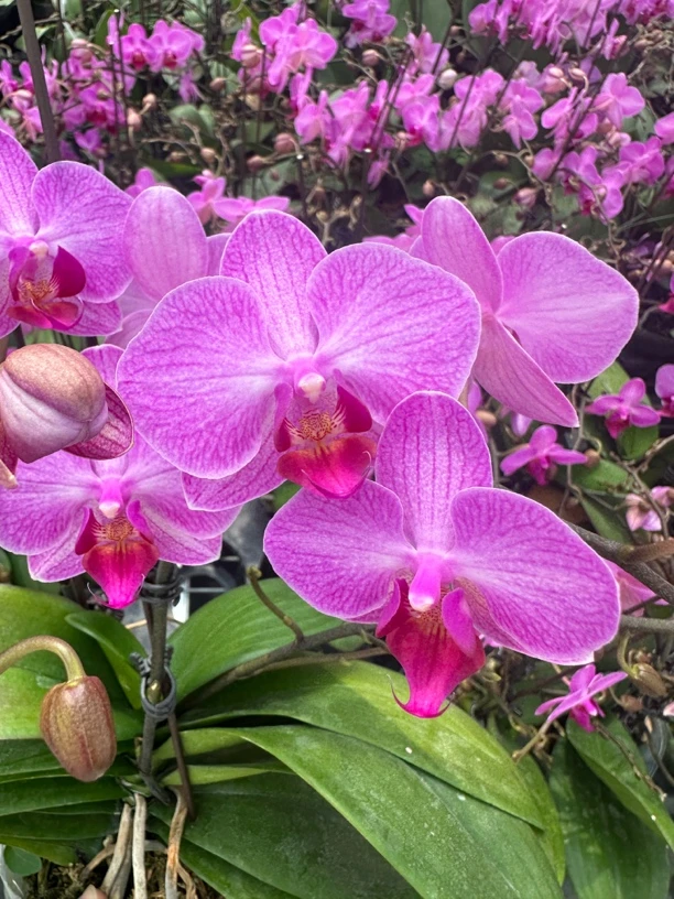 《斯图加特》3.5寸 蝴蝶兰桌面阳台盆栽花卉