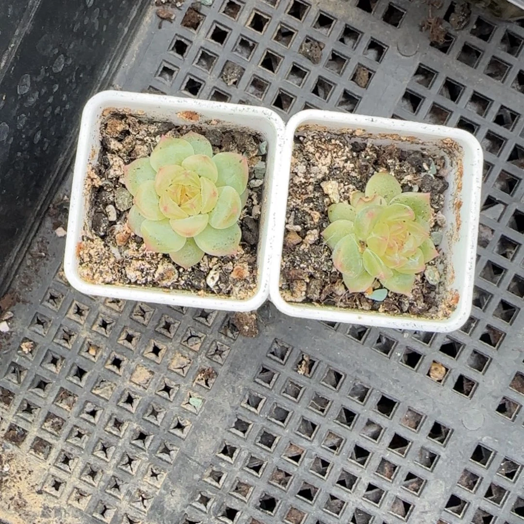 T5 盆1个满25包邮