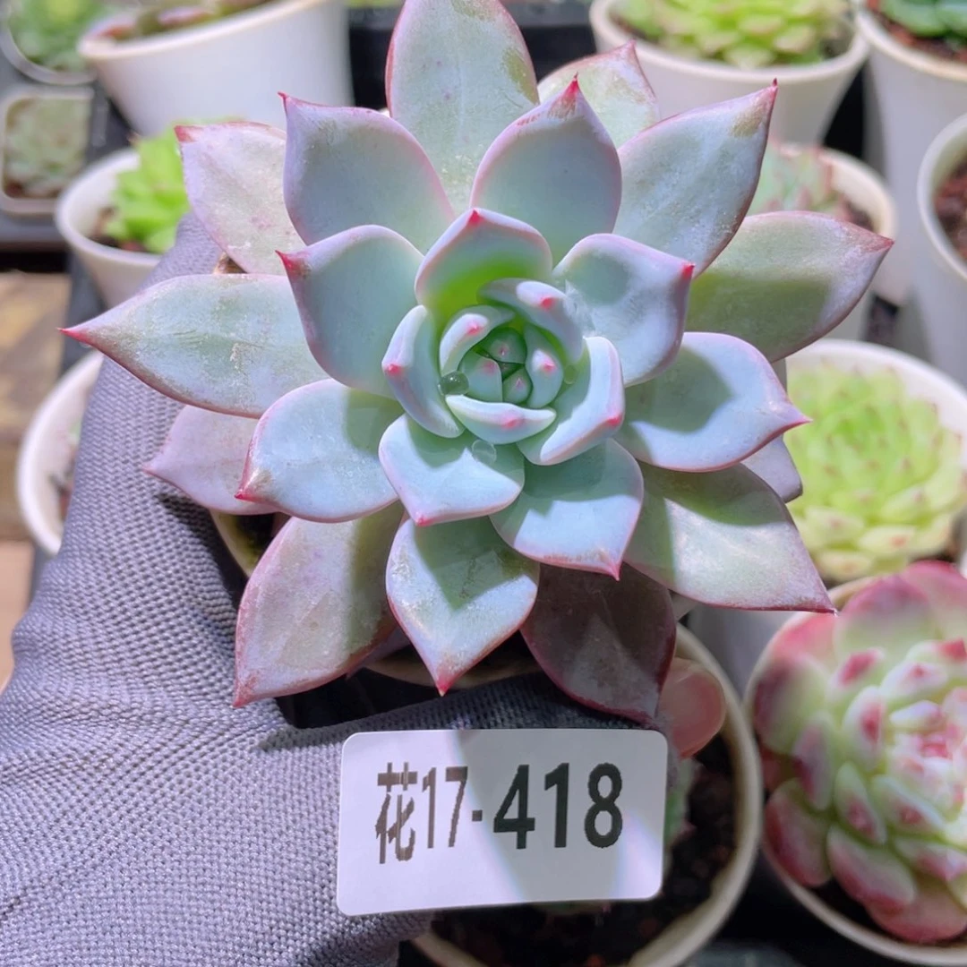 花利美17-418粉蓝鸟