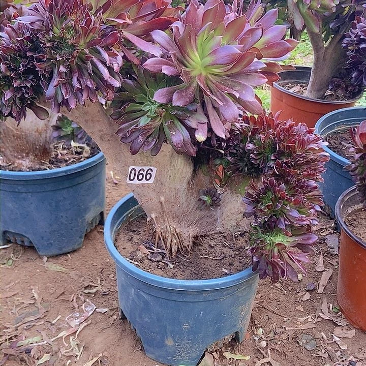 066黑缀化老板子微瑕疵