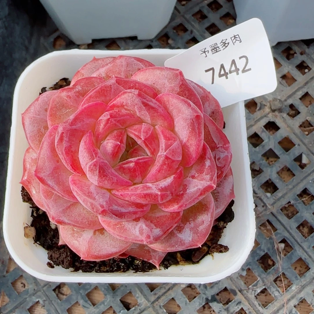 琥珀，7442多肉植物