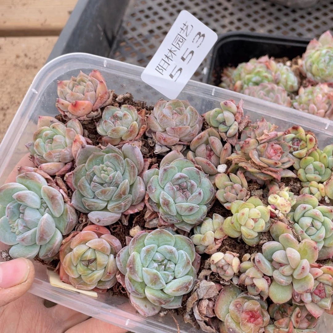 s****A多肉植物多肉植物553