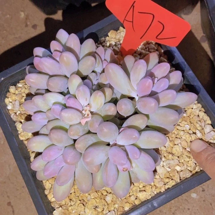 这个我就知道啊打