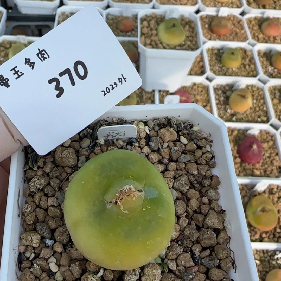 桂*多肉多肉多肉2025-370