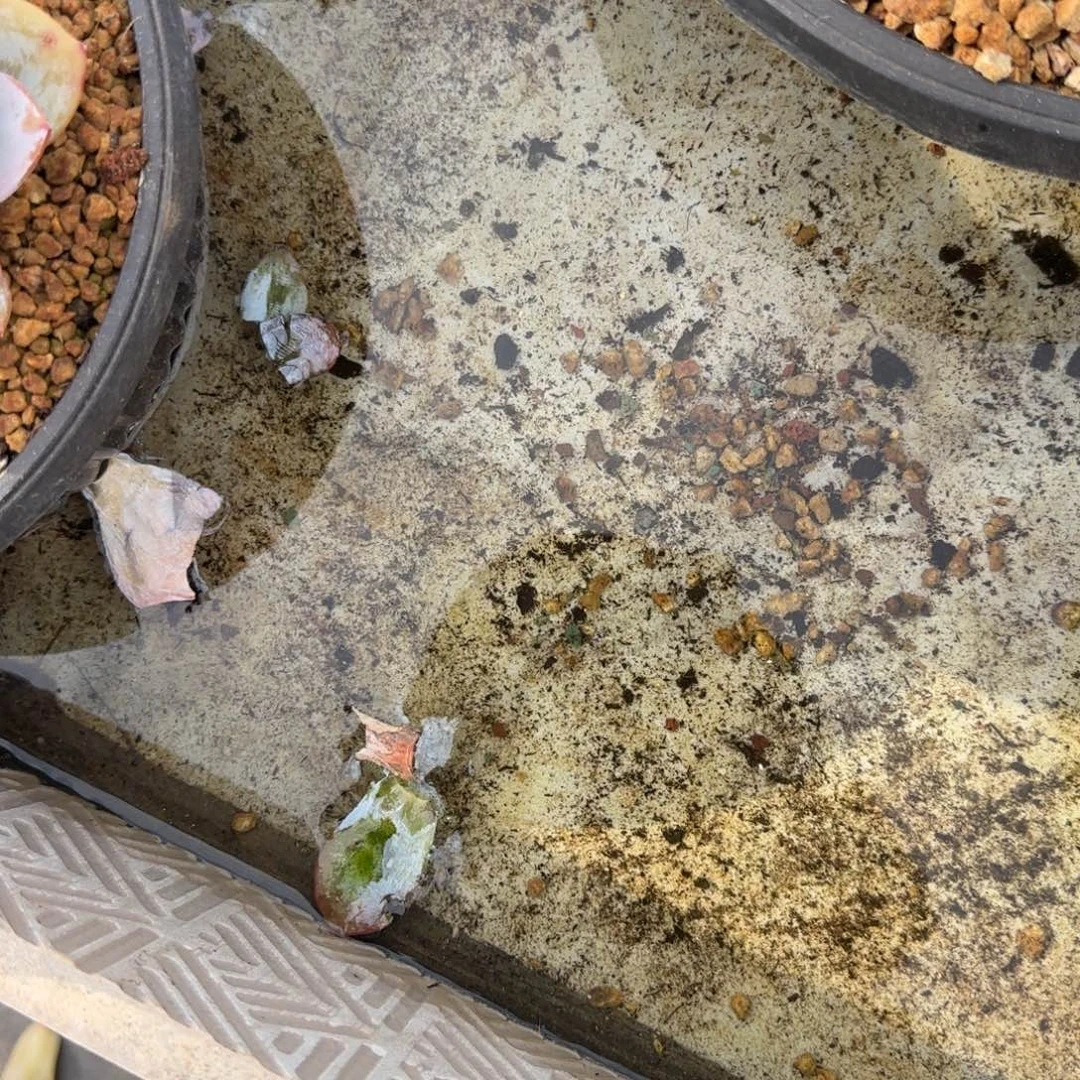 孟***真奶茶大四头多肉。