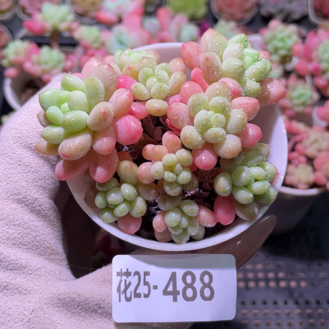 花利美25-488洛可可