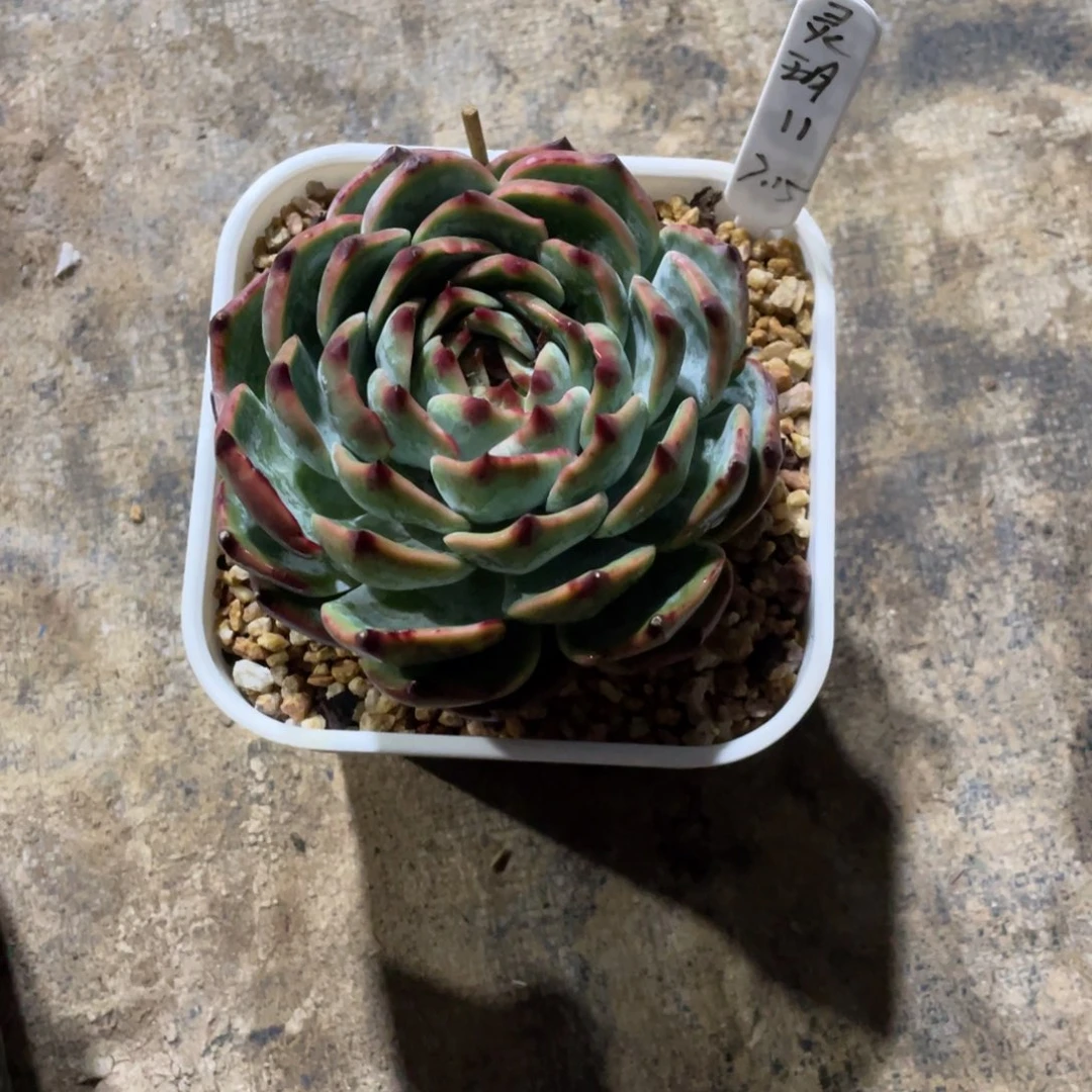 灵***玥一物一拍中通快递