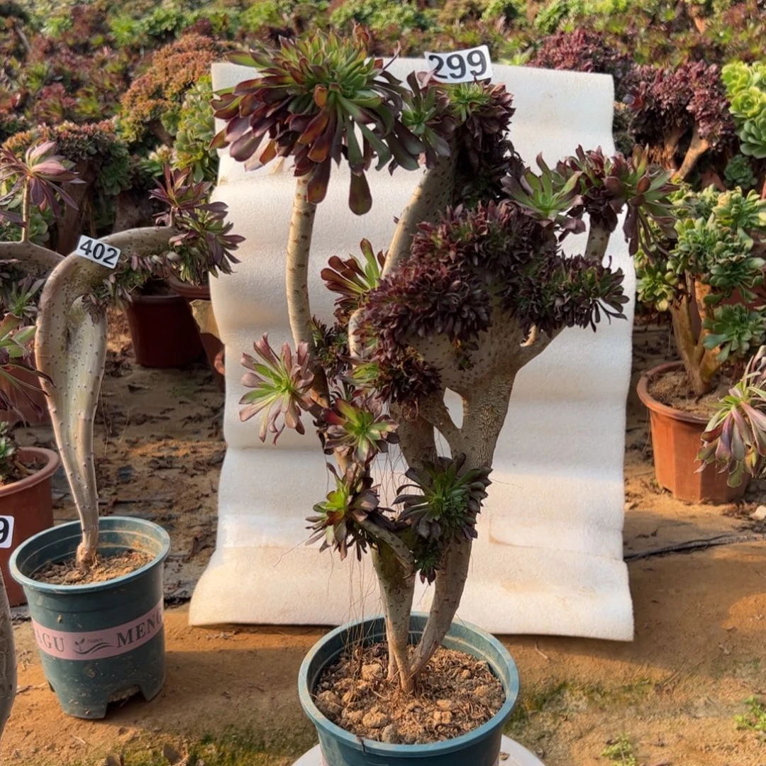 有伤黑缀299高度45厘米