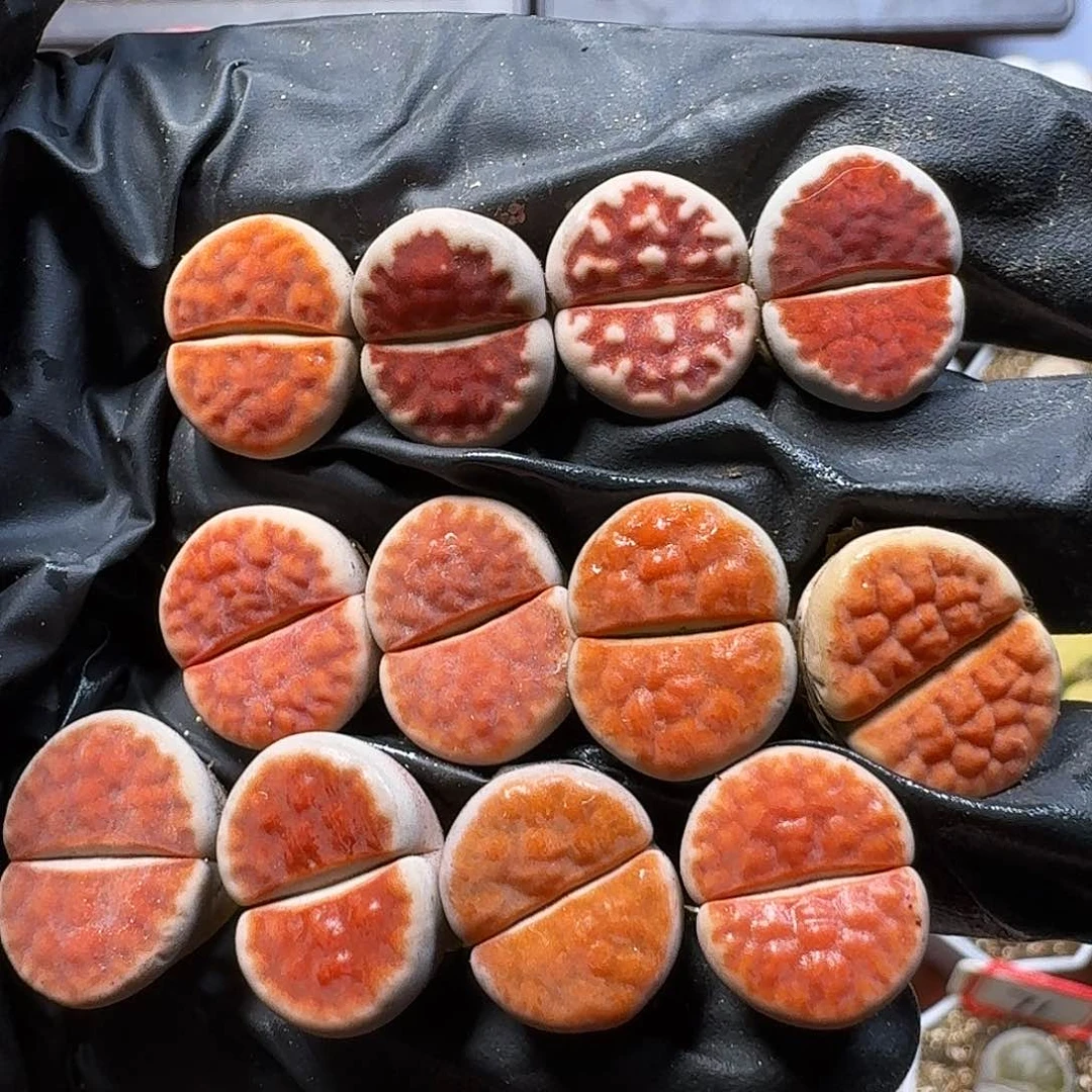 生石花11111。   263