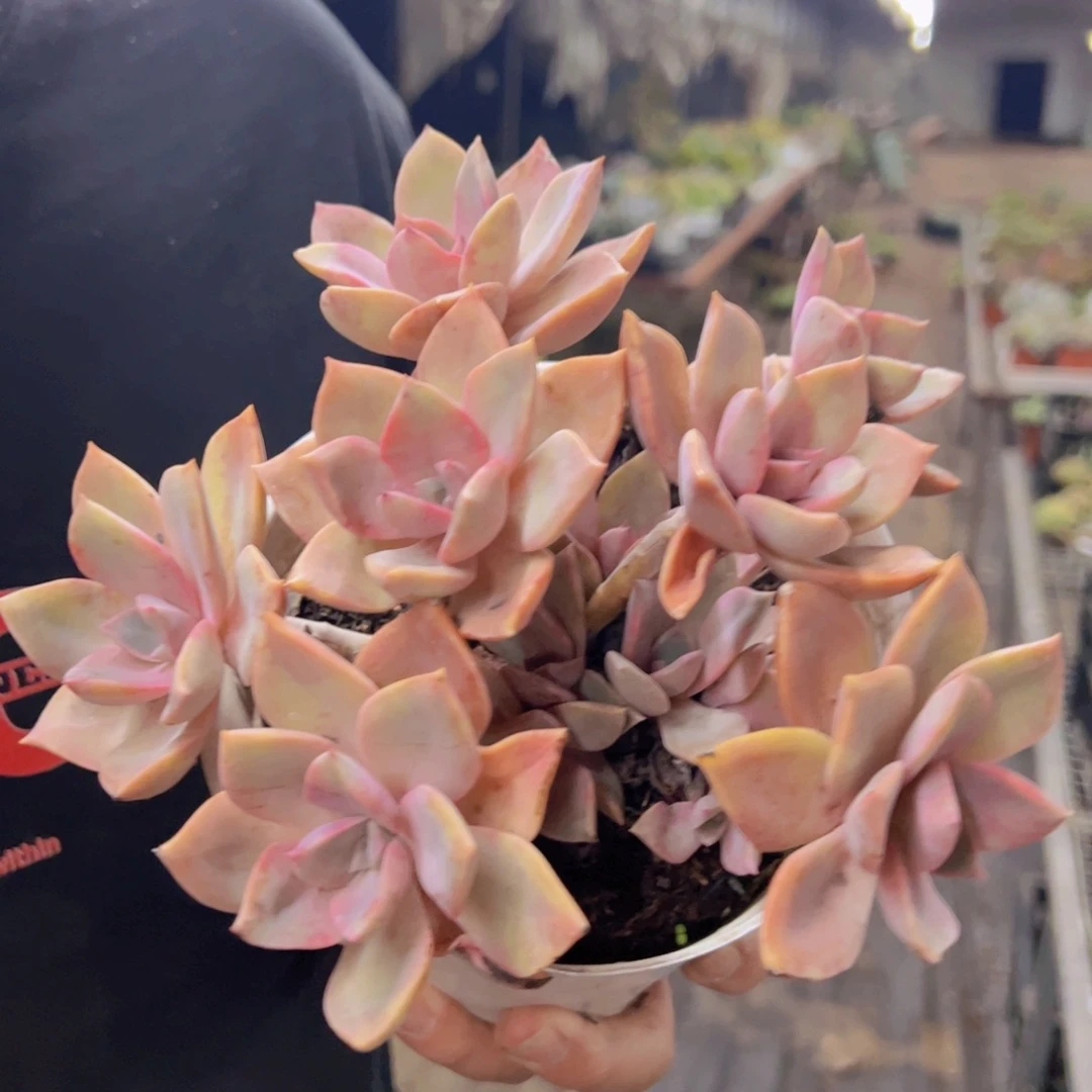 中国初恋整装，180杯