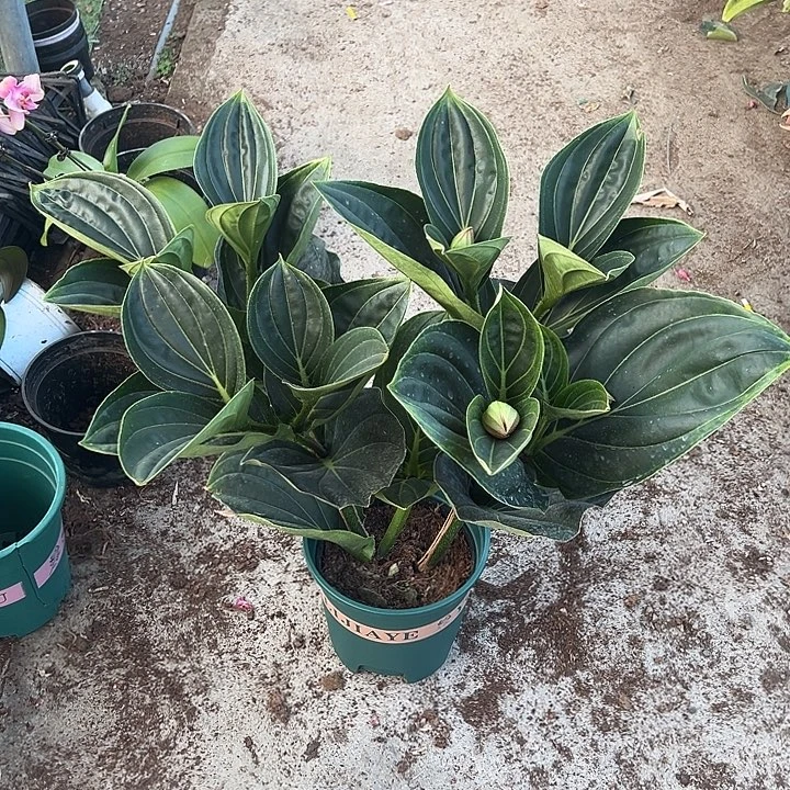 淘***1无花朵荷兰进口宝莲灯