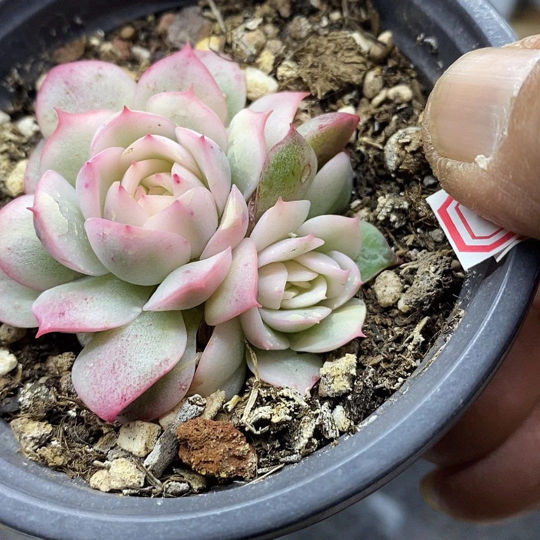 1977 粉水晶覆轮锦双头